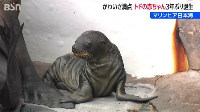 マリンピア日本海 3年ぶりにトドの赤ちゃん誕生 好奇心旺盛な姿にみんな夢中 「大きく成長してほしい」 新潟市|TBS NEWS DIG