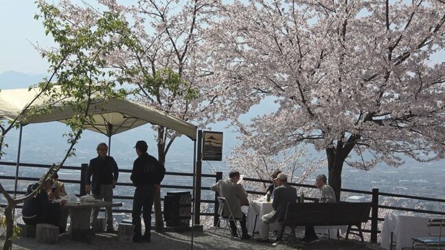 有志ら植樹の約1200本のソメイヨシノが見ごろ　大蔵経寺山でさくら祭り|TBS NEWS DIG