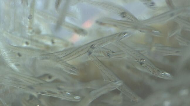 「のどで動いている感じ・・・」おどり食いでシロウオを堪能　恒例しろ魚まつり　山口・萩|TBS NEWS DIG