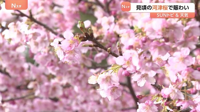 早咲きの河津桜が見頃に、「桜まつり」は予定より1週間も早く前倒し 神奈川・松田町【SUNトピ】|TBS NEWS DIG