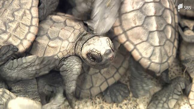 「かわいいよ、ちっちゃい」アカウミガメの子ガメ放流体験 命や自然環境の大切さ学ぶ＝浜松市・遠州灘海岸|TBS NEWS DIG