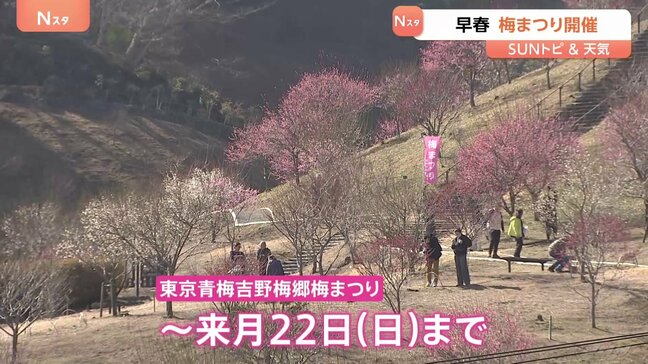 早春 梅まつり開催　梅の里再植樹から10年、日本一の梅の里を襲った悲劇　東京・青梅市【SUNトピ】|TBS NEWS DIG