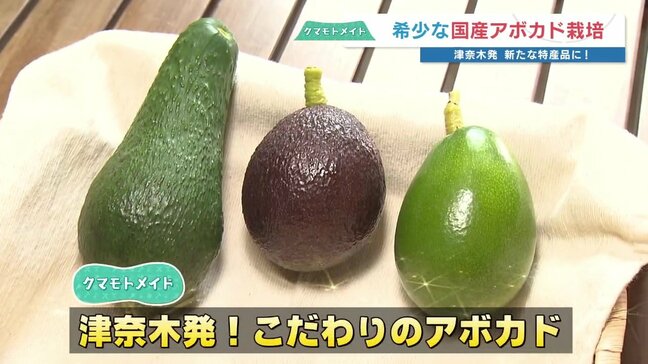 「広島で〝なる〟なら熊本でも」困難を乗り越え実った樹上完熟アボカド　輸入物とは別次元の口当たりと甘さ|TBS NEWS DIG