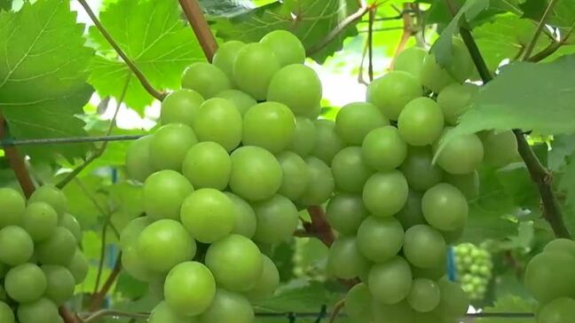 高級和菓子「陸乃宝珠」に使われるマスカットの収穫始まる　今年は約55万粒を収穫予定【岡山】|TBS NEWS DIG