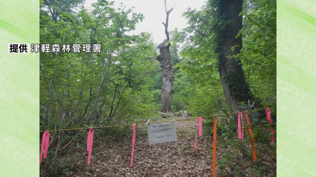 世界遺産・白神山地の象徴 「マザーツリー」枯死 樹齢は推定400年 かつて年間5000人が訪れる人気観光スポット|TBS NEWS DIG