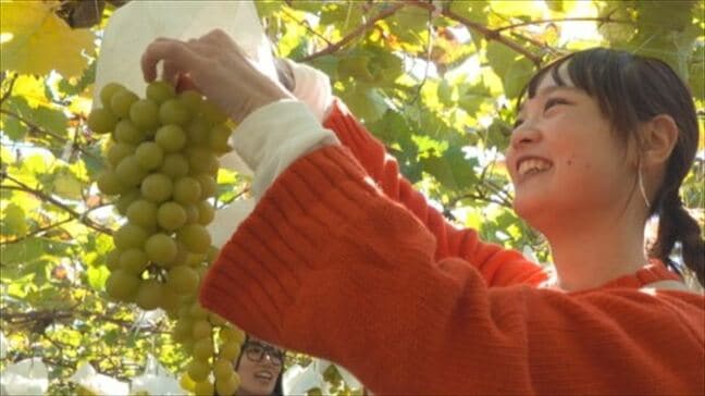 「すごく甘い」11月なのにシャインマスカット食べ放題！　11月に完熟するよう栽培を工夫　山梨県甲州市・一古園|TBS NEWS DIG
