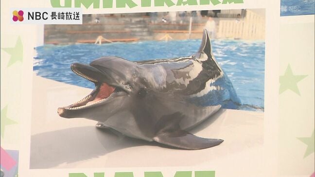ハンドウイルカ「ナミ」死ぬ 担当職員は「心の整理がついていない」献花台で別れ惜しむ【九十九島水族館海きらら】 |TBS NEWS DIG