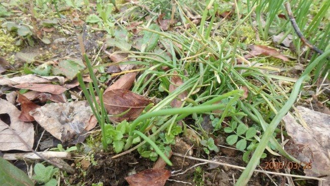 【食中毒】「アサツキと思ったら…」スイセン食べて嘔吐…70代と80代の男女2人　自宅の畑で採取、夕食時に調理　富山　|　富山のニュース｜天気・防災｜チューリップテレビ