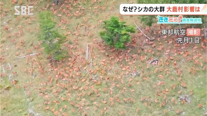山肌が茶色に…南アルプスに「シカの大群」【ききミミ！】ふもとの大鹿村では…地元の猟友会長「あれだけの群れは初めて目にした。完全に異常現象」人口850人の村では「人海戦術」も難しく…対策の現状は？　長野　|　SBC NEWS | 長野のニュース | SBC信越放送