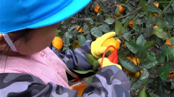 桜島小みかんのハサミ入れ式　地元の園児らも参加　鹿児島　|　鹿児島のニュース｜MBC NEWS｜南日本放送