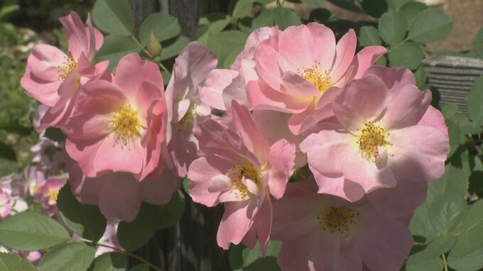 200種類400株のバラが見頃　バラと一緒に食事を楽しめるカフェも　甲府市|TBS NEWS DIG