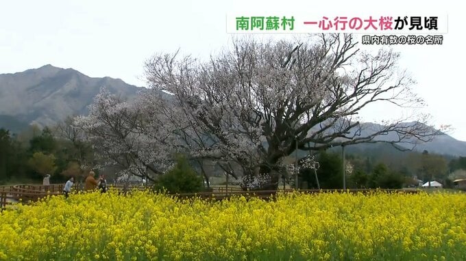 『樹齢およそ430年 高さ14メートル』一心行の大桜見ごろ | 熊本のニュース|RKK NEWS|RKK熊本放送