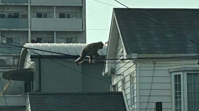 名古屋市内に出没したサルはオスの“ハナレザル”？   別の群れへ移動中に住宅街を通りかかった可能性　専門家に聞いた　|　名古屋・愛知・岐阜・三重のニュース【CBC news】 | CBC web