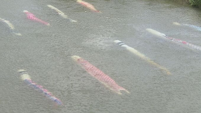 佐波川のこいながし　川の流れを悠々と　こいのぼり120匹　山口・防府　|　山口のニュース・天気・防災｜tys NEWS｜ｔｙｓテレビ山口