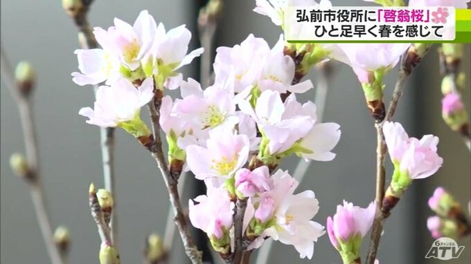 「最高の仕上がりになっていると思う」JAつがる弘前が市役所に真冬に楽しめるサクラ『啓翁桜』の枝を贈る　青森県弘前市|TBS NEWS DIG