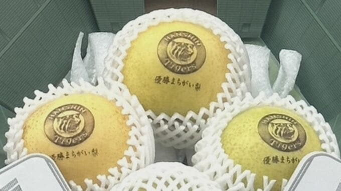 「阪神アレまちがい梨」出荷間に合うか…生産者想定外「今年タイガース強すぎて早すぎ！」梨の成長を追い越す　|　BSSニュース | BSS山陰放送