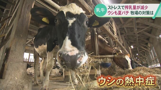 人間だけじゃない 厳しい暑さの影響でウシも夏バテ…牧場の対策は　|　石川県のニュース｜MRO北陸放送