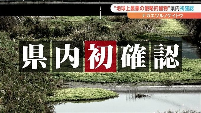 “地球上最悪の侵略的植物”　ナガエツルノゲイトウが山梨県内で初確認　県が緊急会議　　|　山梨のニュース | ＵＴＹテレビ山梨