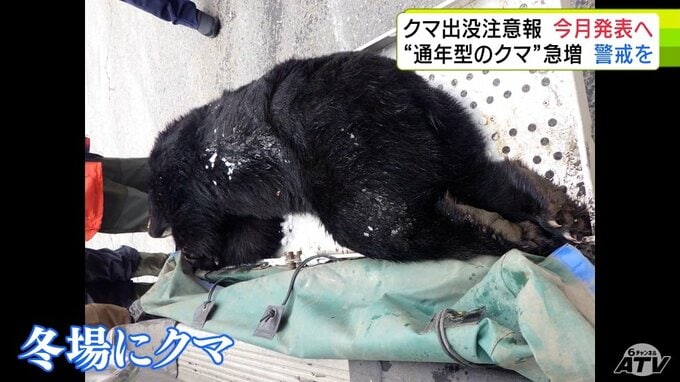 通年出没の“都市型のクマ”「季節」も「ドングリの豊作・凶作」も関係なし　専門家が注意呼び掛け「4月からどんどん目撃されていくだろう…」　青森県は「ツキノワグマ出没注意報」を4月中にも発表の見通し　|　青森のニュース│ATV NEWS│青森テレビ