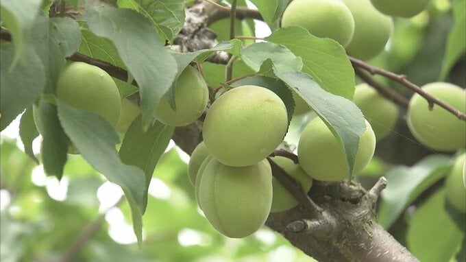 旬の野花梅スイーツ　値上げの波の中でも、地元の味を守る　|　BSSニュース | BSS山陰放送