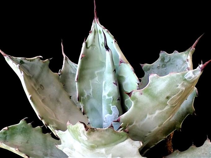 癒やしと潤いに包まれ…春のサボテン展示会　ことしは会員イチオシ「白」がいっぱい　富山県中央植物園　|　富山のニュース｜天気・防災｜チューリップテレビ