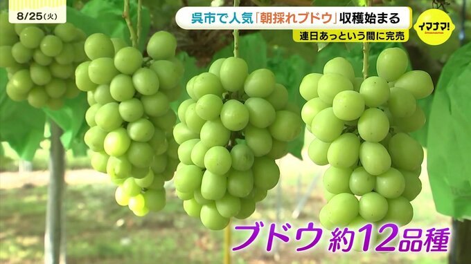 「よそのブドウが食べられない」連日あっという間に完売！広島・呉市で人気の「朝採れブドウ」収穫始まる　|　RCC NEWS | 広島ニュース | RCC中国放送