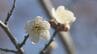 真冬の寒さから一転、春の足音が…花見山公園でウメ開花　福島　|　福島のニュース│TUF