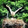 幸せ運ぶコウノトリ！電柱の上に営巣、ヒナ3羽のふ化確認　電力会社も子育て見守り送電停止　富山・氷見市　|　富山のニュース｜天気・防災｜チューリップテレビ