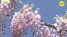 広島・世羅町の観光農園でフジの花が見ごろ　|　RCC NEWS | 広島ニュース | RCC中国放送