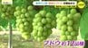 「よそのブドウが食べられない」連日あっという間に完売！広島・呉市で人気の「朝採れブドウ」収穫始まる　|　RCC NEWS | 広島ニュース | RCC中国放送