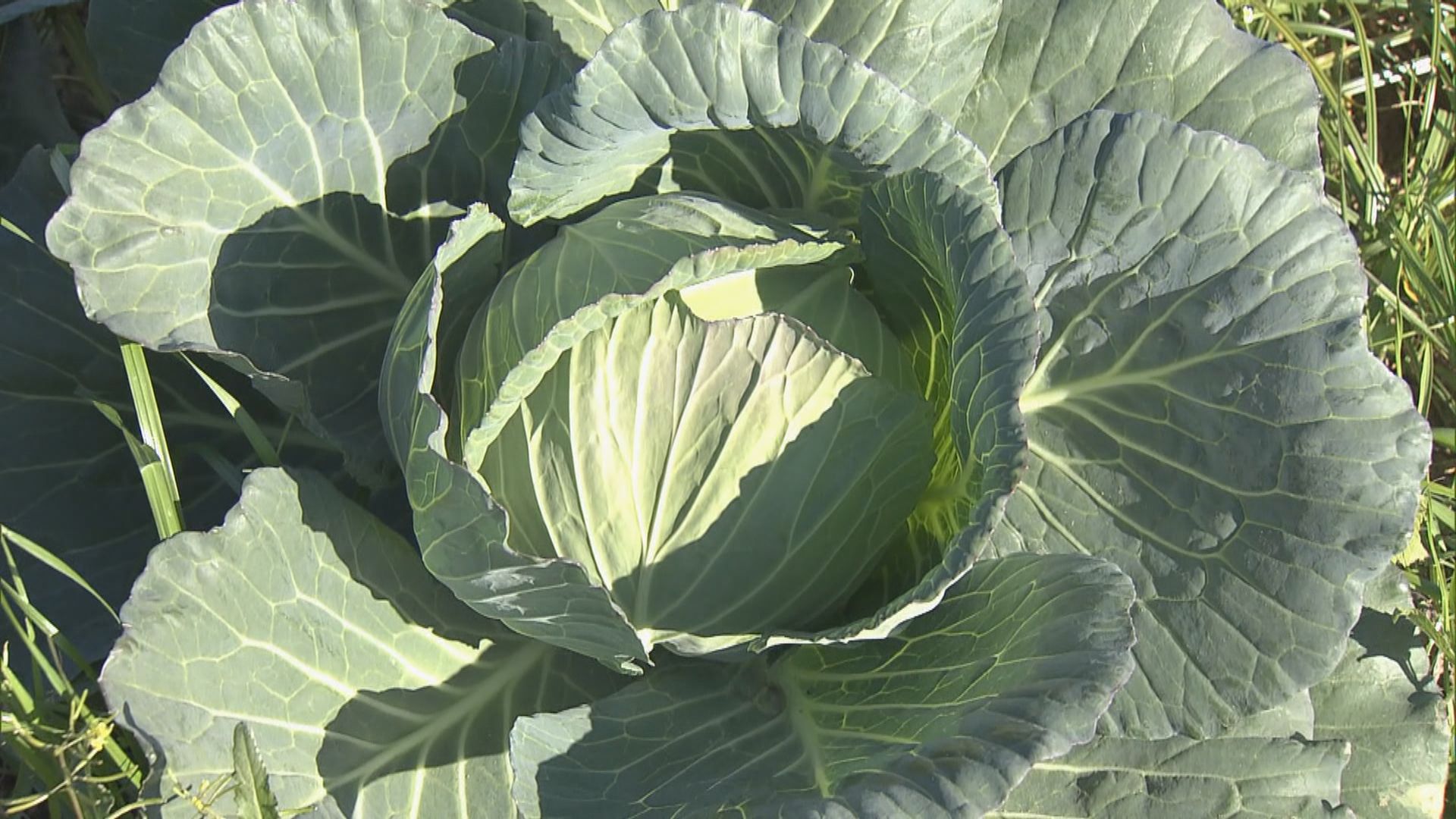 激安！大量！新鮮なキャベツ 1000kg 3月出荷予定 激安！大量！新鮮なキャベツ 1000kg 3月出荷予定