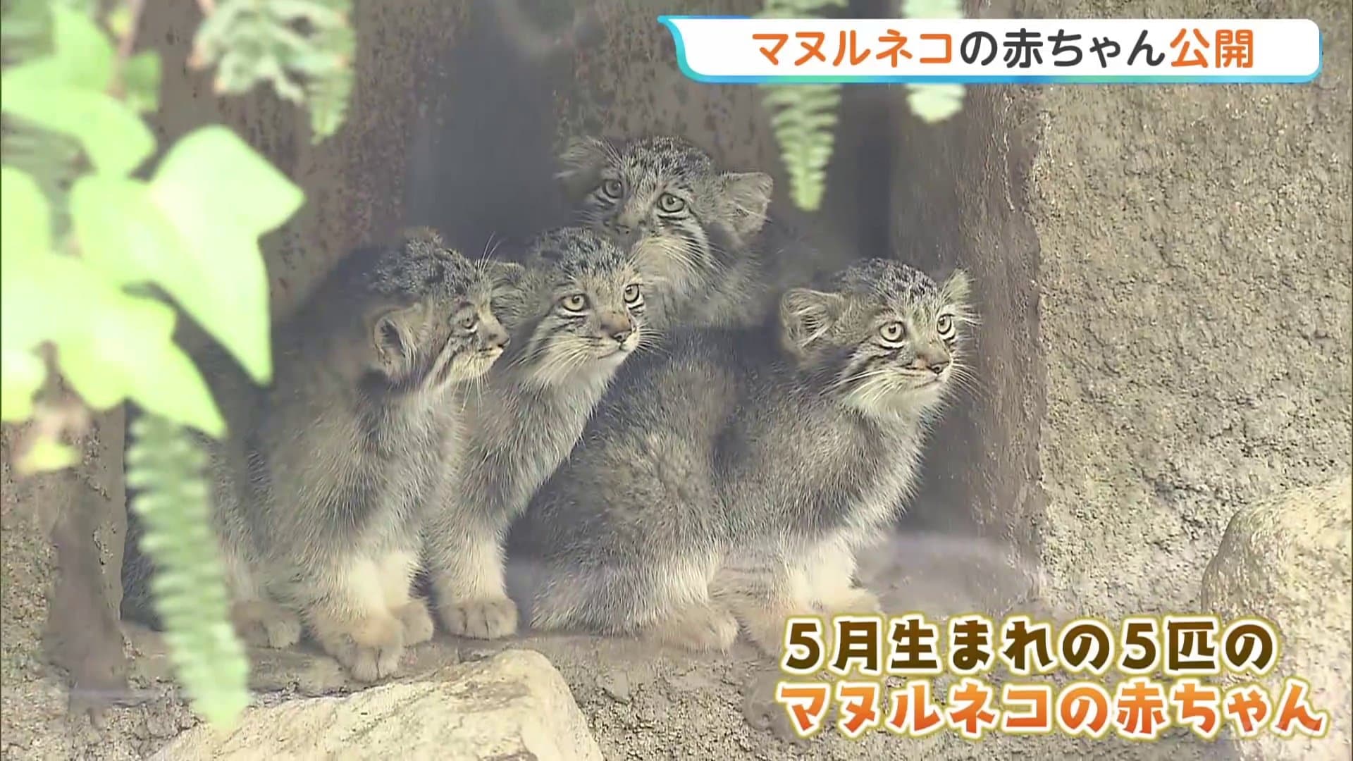 世界最古のネコ」マヌルネコの赤ちゃん5匹一般公開 兵庫・神戸どうぶつ