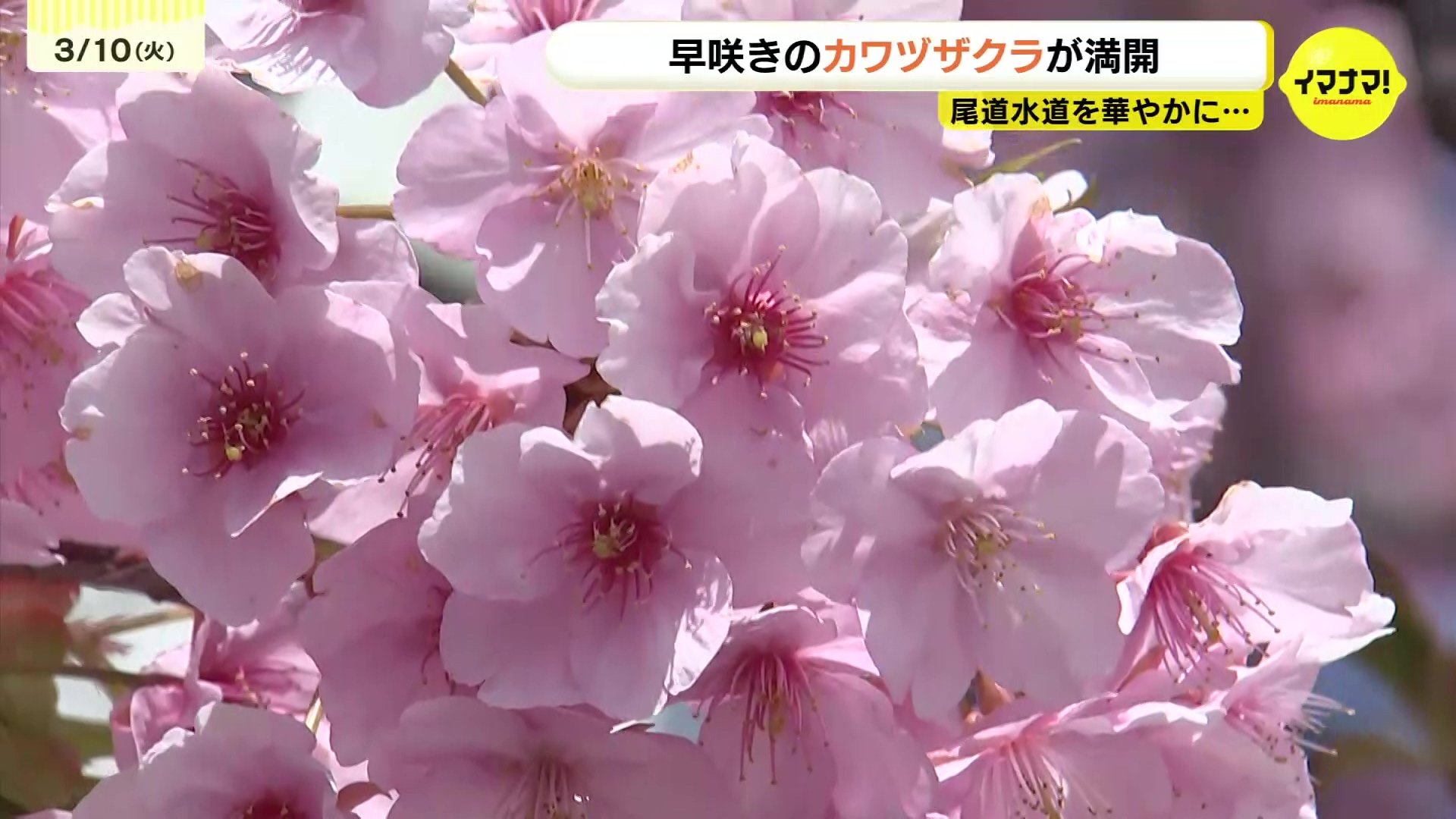 待ち遠しい春がそこに」尾道でカワヅザクラが満開 ソメイヨシノより