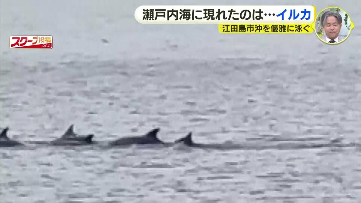 瀬戸内海にイルカの群れか 視聴者が撮影 広島県江田島市沖 | TBS NEWS DIG
