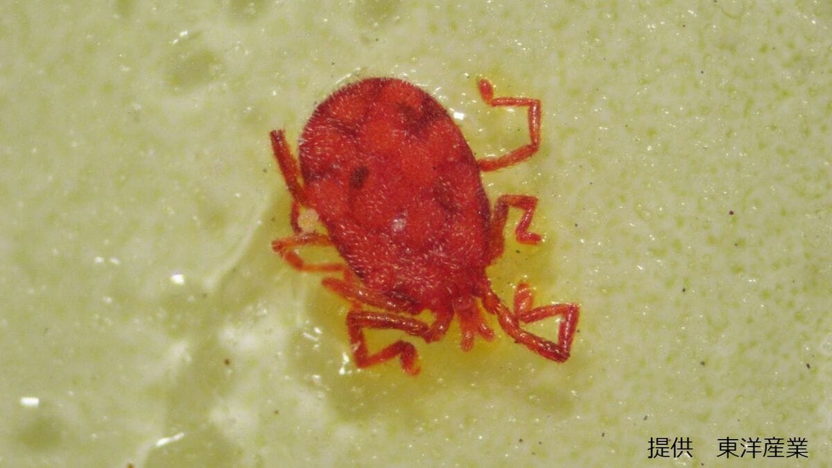 【コンクリートにわらわらと】目を凝らすと見える「すごく小さな赤い生き物」の正体は何？害はあるの？