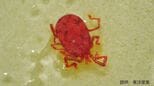 コンクリートにわらわらと 目を凝らすと見える「すごく小さな赤い生き物」の正体は何?害はあるの?|TBS NEWS DIG