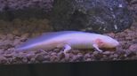 ウーパールーパーの正式名称は？　イモリとサンショウウオの特別展　島根県出雲市のゴビウスで開催|TBS NEWS DIG