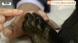 県内でクマ目撃相次ぐ クマは小さくても非常に危険! 実際のクマを見てわかる”破壊力” 県はクマ出没警報発令中(山形)|TBS NEWS DIG