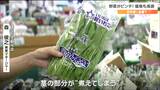 「茎の部分が“煮えて”しまうんですね」暑さで店頭のホウレンソウもダメになる 野菜の価格高騰|TBS NEWS DIG