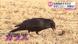 「ふん」「荒らされるゴミ」「鳴き声による騒音」住民悩ますカラスの大群 注意点と対策は | MRTニュース | MRT宮崎放送