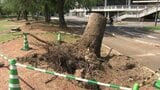 高さ２０メートルの木が倒れるなど 台風６号の被害明らかに 松山で最大瞬間風速２８．２メートル 愛媛　|　愛媛のニュース - Nスタえひめ｜あいテレビは6チャンネル
