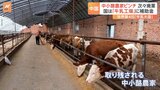 「牛乳大国」中国で酪農家が激減　背景に牛乳価格下落などによる経営悪化　最新設備を利用した大規模な酪農の登場も|TBS NEWS DIG
