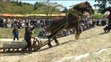  ”約1トンの重り”載せ そり引く人馬一体の迫力レース 「馬の頑張りに感動」  東北輓馬競技大会 宮城・涌谷町|TBS NEWS DIG