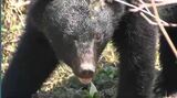 クマに襲われ愛知県の52歳男性けが 大鹿村の小日影山の登山道に通じる道 腕をかまれる | SBC NEWS | 長野のニュース | SBC信越放送