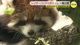 レッサーパンダの赤ちゃんを一般公開 「ガブガブ」「プルプル」「イェイイェイ」名前の投票してね　安佐動物公園|TBS NEWS DIG