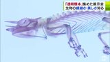 美しくも不思議な透明の世界 「魚」や「爬虫類」などの立体的な『透明標本』の作品が500点以上展示 新世界「透明標本」展が開催中|TBS NEWS DIG
