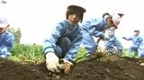 小学生が農業体験学習でジャガイモと枝豆の収穫を体験 盛岡市|TBS NEWS DIG