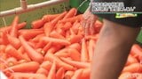 「キャロットアイランド」うるま市・津堅島【わがまちLink41】 | 沖縄のニュース|RBC 琉球放送