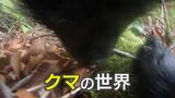 「エサ不足で切羽詰まる」 クマの“目線カメラ”映像を入手…見えた驚きの器用さと異変とは 富山|TBS NEWS DIG