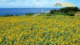 50万本のヒマワリ 長島町【亀ちゃんのかごしま撮った!】|TBS NEWS DIG